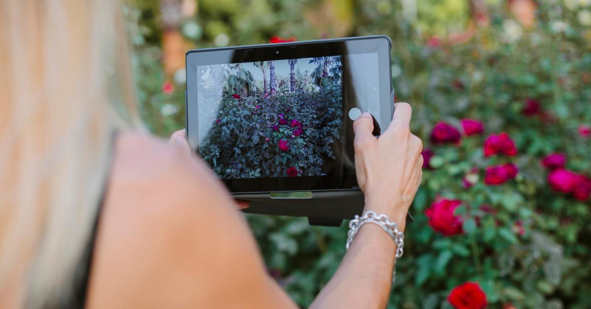 Someone holds a tablet up in front of a beautiful red rose bush. They use the tablet to take a photo.