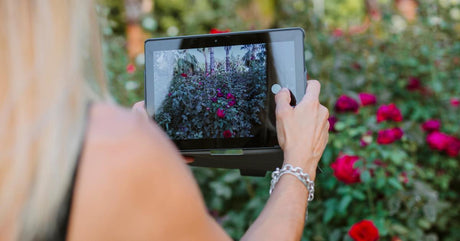 Someone holds a tablet up in front of a beautiful red rose bush. They use the tablet to take a photo.